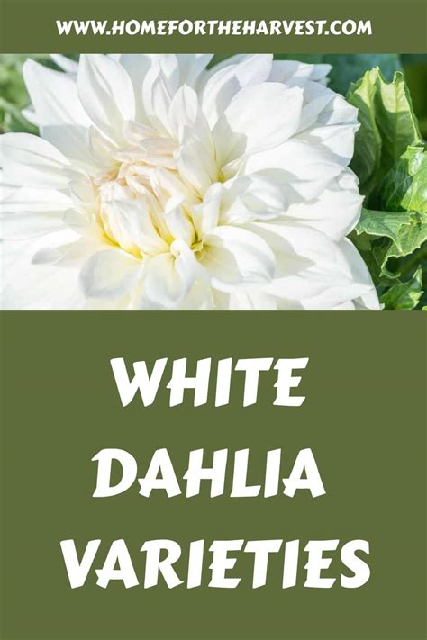 15+ white dahlia varieties 🕊️ 🌼 For pure elegance and timeless beauty