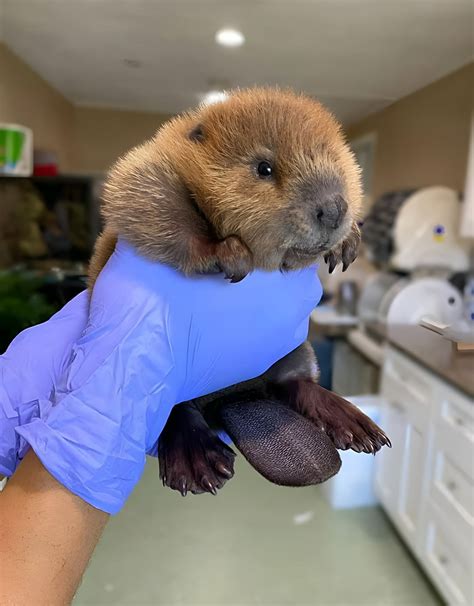 Baby beaver 🦫 : r/BeAmazed