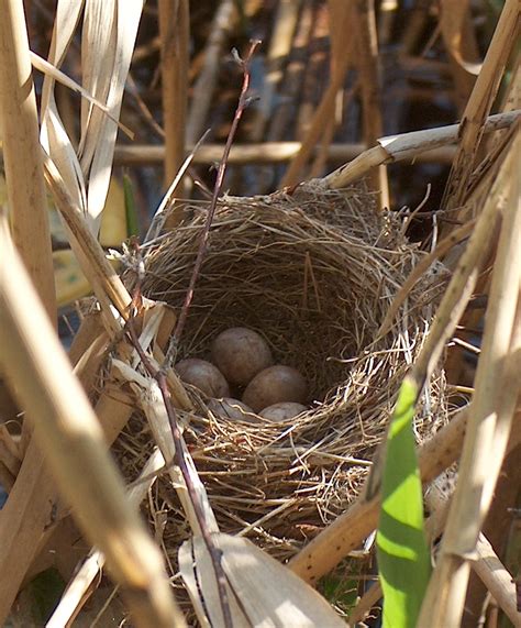 File:Acrocephalus arundinaceus nest (cropped).jpg - Wikimedia Commons