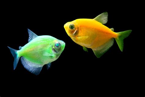 Best Light for GloFish - The Pet Supply Guy