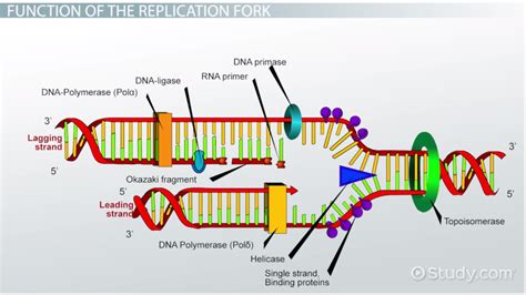 DNA Replication Fork: Definition & Overview - Video & Lesson Transcript ...