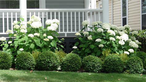 Hydrangeas: The Perfect Front Yard Flower - apptappercontactus