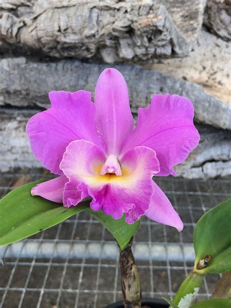 Cattleya Orchid Flower Meaning | Best Flower Site