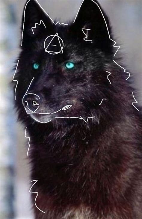 Black wolf therian profile | Animali