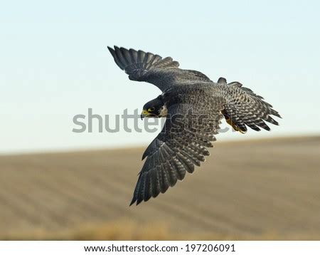 Hunting Peregrine Falcon Stock Photo 197206091 : Shutterstock