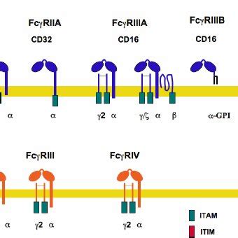 Activating Fc γ receptor signaling. Fc γ R cross-linking by... | Download Scientific Diagram