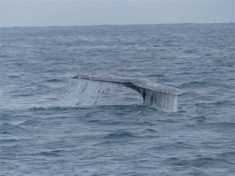 60 2019 Baja California, Mexico – Whale Watching – Chris & Sharon ...