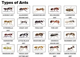 Image result for types of ants pictures | Types of ants, Ants, Different types of ants