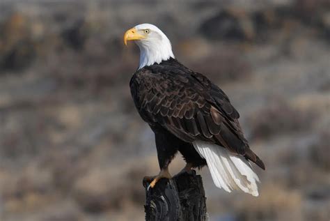 Eagles in Florida (4 Species with Pictures) - Wild Bird World