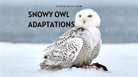 Snowy Owl Adaptations - What and How - BirdBaron