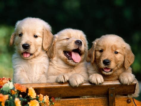 Puppy World: Cute Golden Retriever Puppy Pictures