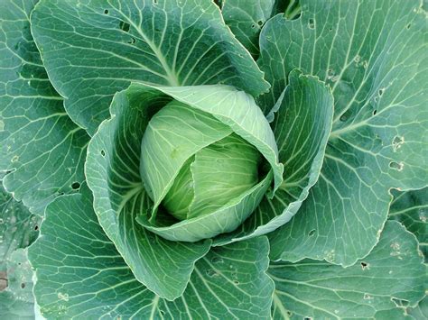 Cabbage - Learn About Nature