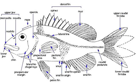 Features & Measurements – Discover Fishes