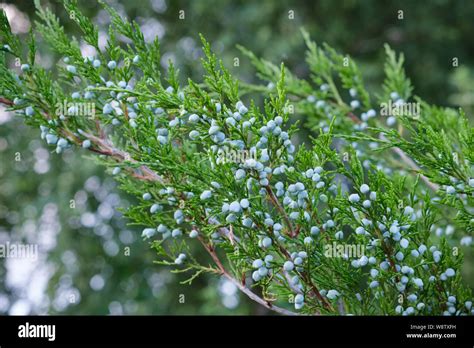 Juniper bush branch with berries Stock Photo - Alamy