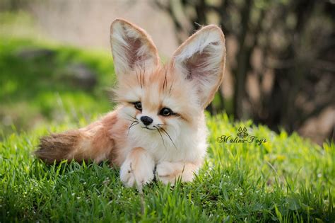 Fennec Fox Baby Pet