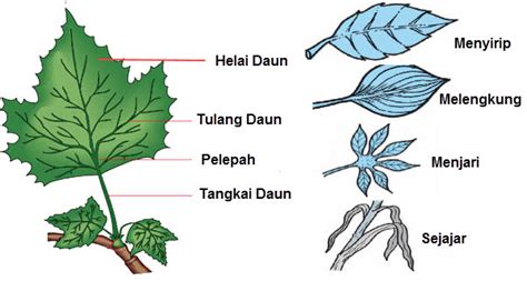 Macam Macam Bentuk Tulang Daun Beserta Contohnya | Cara Ampuh Memahami Matematika Dengan Mudah