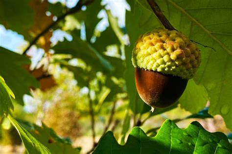 When and why oak trees overproduce acorns | Whispering Hills Nursery