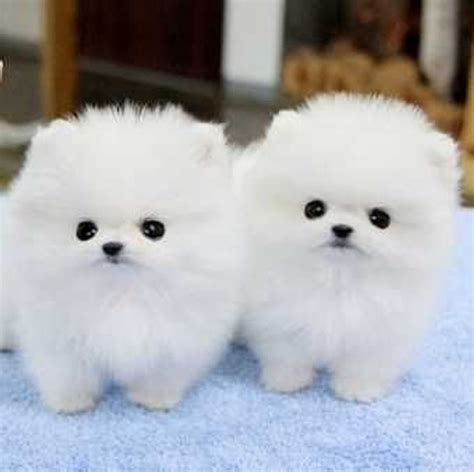 10 Cutest Dog Breeds