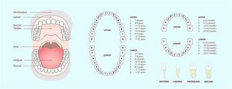 Labelling Teeth Diagram Clipart