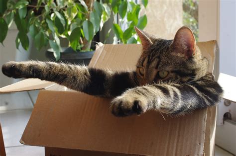 Why Cats Love Boxes - Purrfect Love