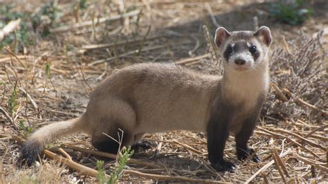 Recovery: Hope for Black-Footed Ferrets, One of Our Most Endangered Mammals - Cool Green Science