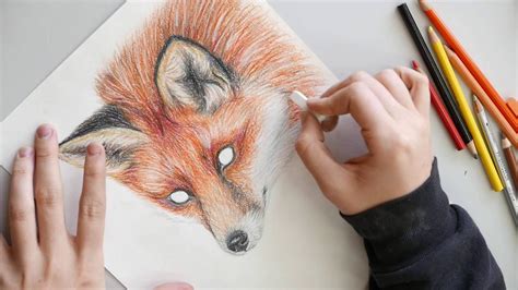 Red Fox Colored Pencil Drawing - YouTube