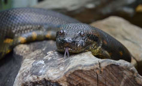 Green anaconda | Smithsonian's National Zoo and Conservation Biology ...