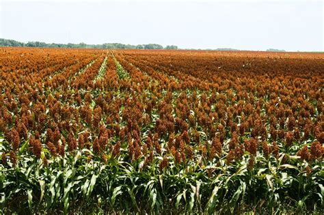 Field of grain sorghum. | Outdoor, Sorghum, Farmland