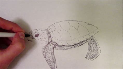 How To Draw A Cute Baby Sea Turtle