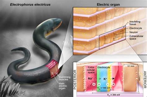 Artificial Electric Organ Mimics Electric Eel to Power Medical Devices | Engineering.com