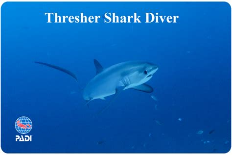 PADI Thresher Shark Diver Course - Malapascua Island Diving Philippines Cebu | Malapascua's ...