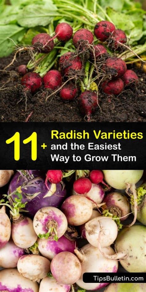 Radish Varieties - Amazing Kinds of Radish Plants