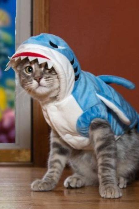 Adorable Cat Shark Costume