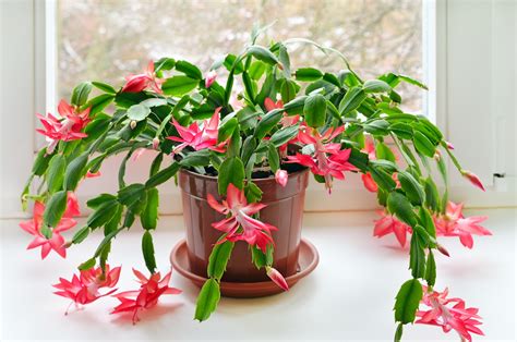 Christmas Cactus: How To Care For Holiday Cacti | The Old Farmer's Almanac