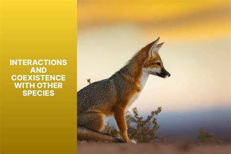 Discover 7 Remarkable Kit Fox Adaptations and Their Survival Strategies ...