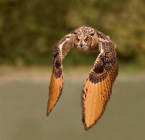 Owl flying : pics