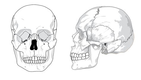 Download Skull, Diagram, Bones. Royalty-Free Vector Graphic - Pixabay