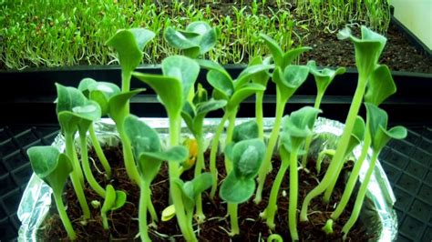 Pumpkin Seedling Grow Timelapse - YouTube