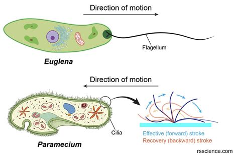 Flagella and Cilia – Definition, Structure, and Functions - Rs' Science