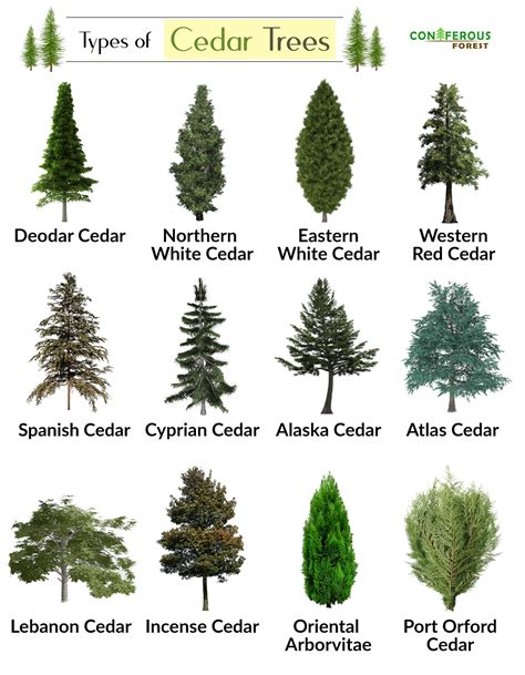 Everything you need to know about a cedar tree. Its types with pictures, what does it look like ...