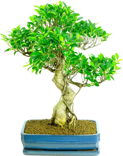 Big Bonsai Trees - Best Large Specimen Bonsai Trees