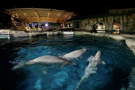 Third beluga whale, Kharabali, dies at Mystic Aquarium, facility says