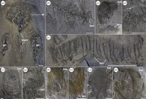 Geology in the West Country: Cambrian Jellyfish Fossils!!!