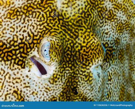 Stingray Closeup Stock Photos - Royalty Free Images