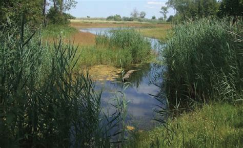 Northern Pike Habitat Restoration in the Suamico/Little Suamico Watershed - Fox River NRDA