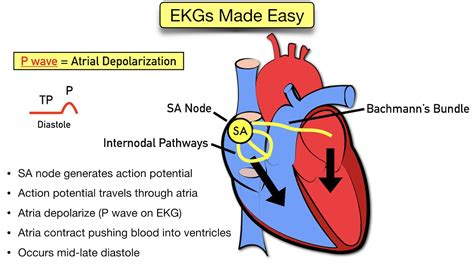 ECG Waveform Explained: EKG Labeled Diagrams And Components, 60% OFF