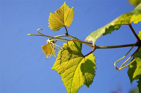 Fresh Green Grape Leaf Photo Background And Picture For Free Download - Pngtree