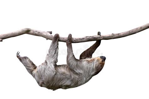 Cute Two-toed Sloth Hanging on Tree Branch Isolated on White Background. Stock Photo - Image of ...