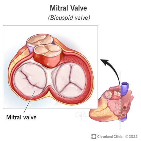 Mitral Valve: Function & Anatomy