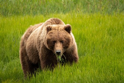 What Do Grizzly Bears Eat? | Outdoor Life